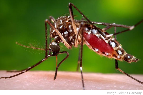 Zika virus: World Health Organization  emergency committee meets to review precautions